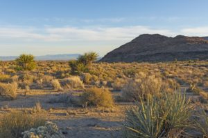 Evening Light in the Desert